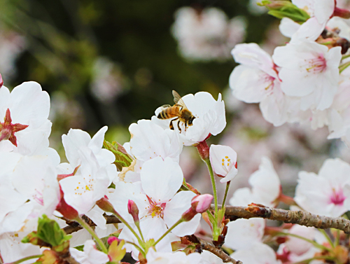 Ｈ３１桜と蜂