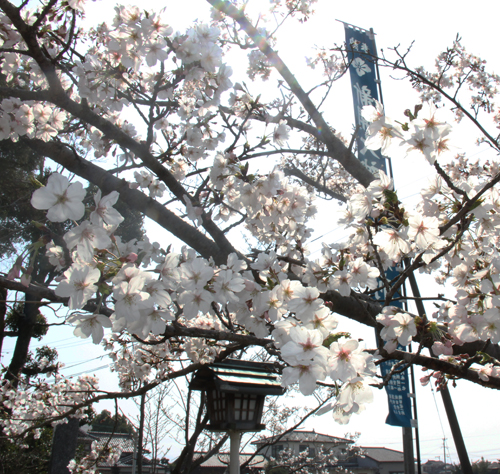 2018春祭り桜